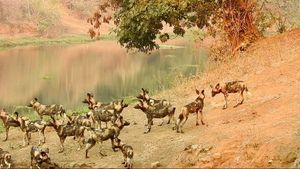 Image post by @chiawasafaris on Instagram
