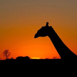 Image post by @chiawasafaris on Instagram