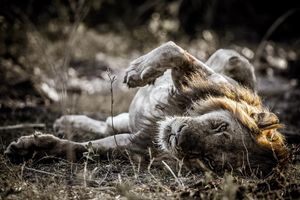 Image post by @chiawasafaris on Instagram