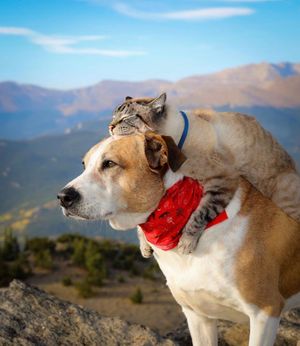 Image post by @animalplanet on Instagram