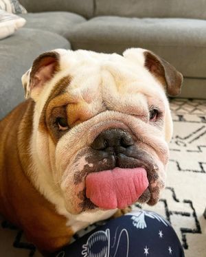 Image post by @evolvepetfood on Instagram