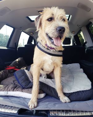 Image post by @thesavannahwolfhound on Instagram