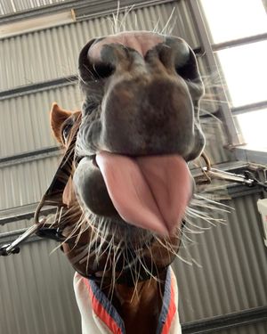 Image post by @snaffle_it on Instagram