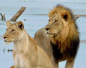 Image post by @chiawasafaris on Instagram