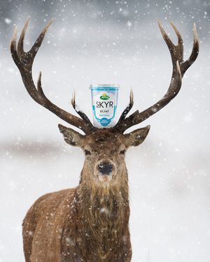 Image post by @arladairyuk on Instagram