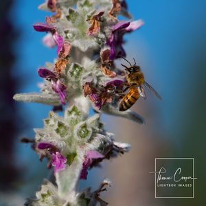 Image post by @lightboximages on Instagram