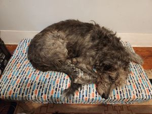 Image post by @thesavannahwolfhound on Instagram