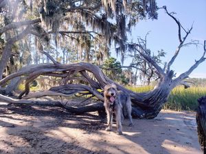 Image post by @thesavannahwolfhound on Instagram