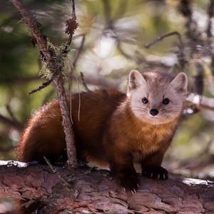 Image post by @animalplanet on Instagram