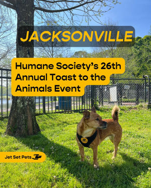 Image post by @jetsetpets on Instagram
