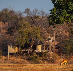 Image post by @chiawasafaris on Instagram