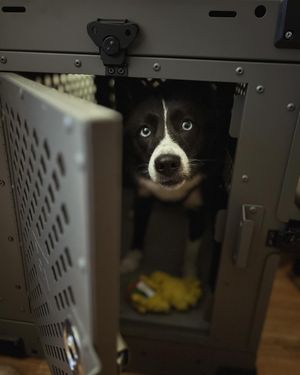 Image post by @tux_the_blue_pomsky on Instagram