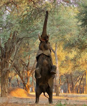 Image post by @chiawasafaris on Instagram