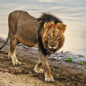 Image post by @chiawasafaris on Instagram