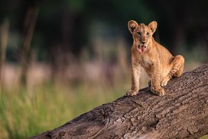 Image post by @chiawasafaris on Instagram