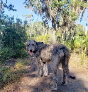 Image post by @thesavannahwolfhound on Instagram