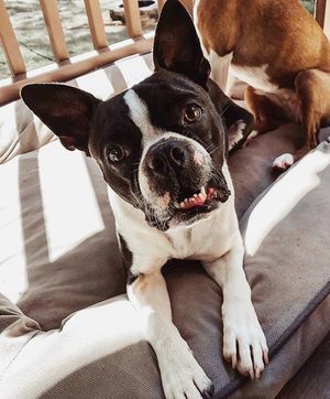 Image post by @evolvepetfood on Instagram