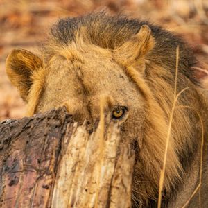 Image post by @chiawasafaris on Instagram