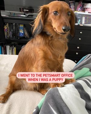 Image post by @petsmart on Instagram