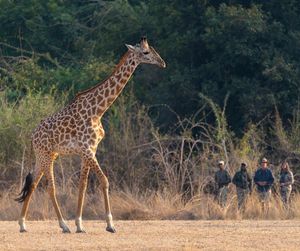 Image post by @chiawasafaris on Instagram