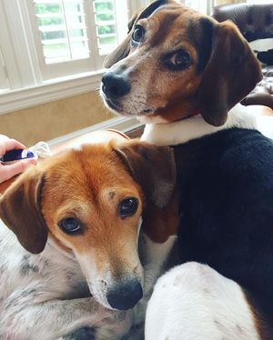 Image post by @laraleatrump on Instagram