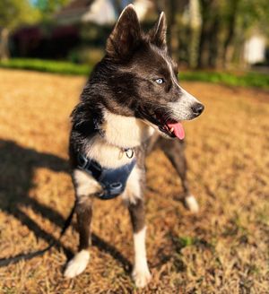 Image post by @tux_the_blue_pomsky on Instagram