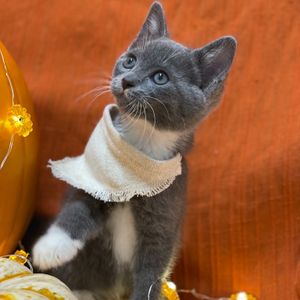 Image post by @whitmanpets on Instagram