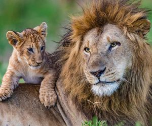 Image post by @animalplanet on Instagram