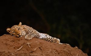 Image post by @chiawasafaris on Instagram