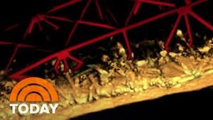 Video post by @today on YouTube
