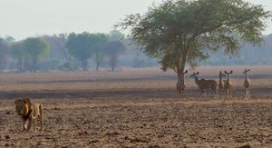 Image post by @chiawasafaris on Instagram