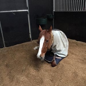Image post by @snaffle_it on Instagram