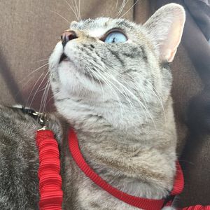 Image post by @animalplanet on Instagram