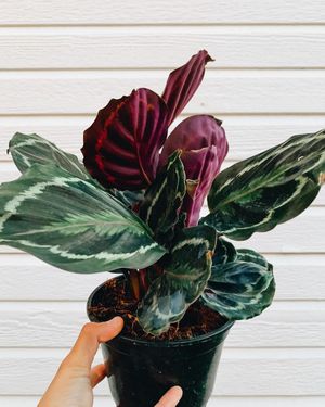 Image post by @thegreenhousejax on Instagram