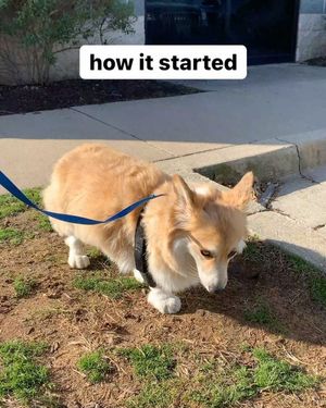 Image post by @madmax_fluffyroad on Instagram