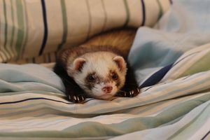 Image post by @animalplanet on Instagram