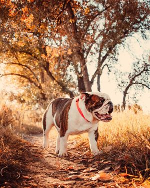 Image post by @trevorfrench on Instagram