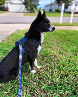 Image post by @tux_the_blue_pomsky on Instagram
