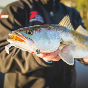 Image post by @toadfishoutfitters on Instagram
