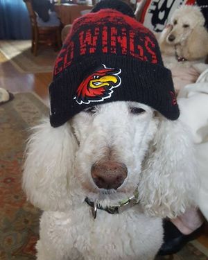 Image post by @rocredwings on Instagram