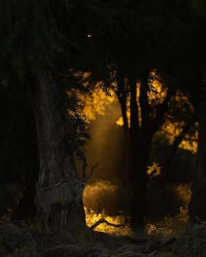 Image post by @chiawasafaris on Instagram