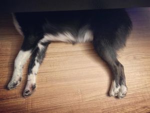 Image post by @tux_the_blue_pomsky on Instagram