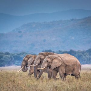 Image post by @chiawasafaris on Instagram