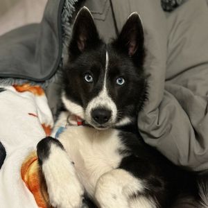 Image post by @tux_the_blue_pomsky on Instagram