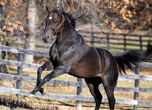 Image post by @thoroughbred_daily_news on Instagram