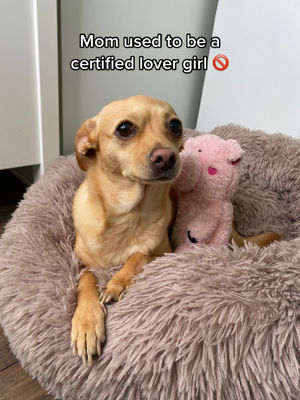 Image post by @thevets_official on TikTok