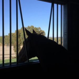 Image post by @snaffle_it on Instagram