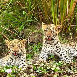 Image post by @chiawasafaris on Instagram