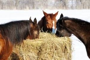 Image post by @snaffle_it on Instagram