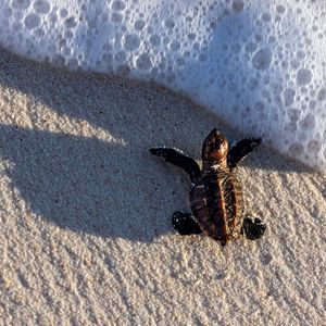 Image post by @animalplanet on Instagram